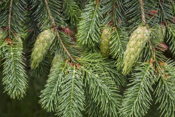 Washington State, Seabeck Douglas fir cones